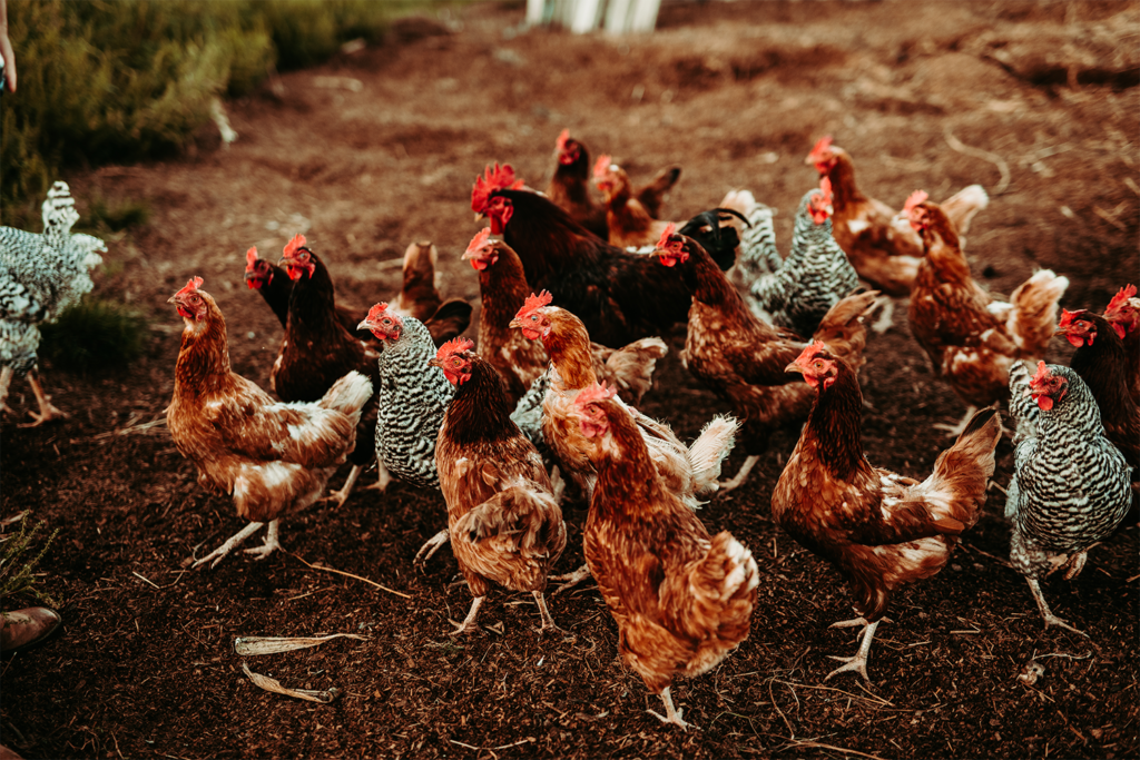 Photo of chickens on the farm